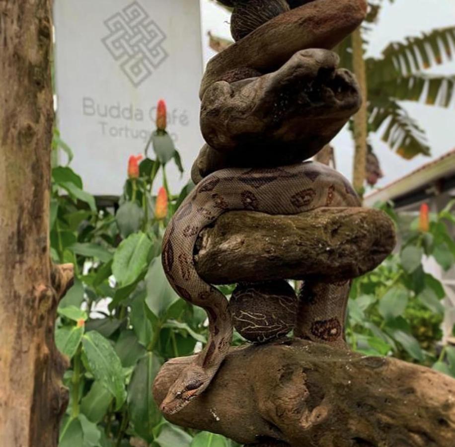 Budda Home Tortuguero Extérieur photo